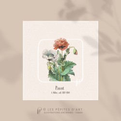 Pavot I