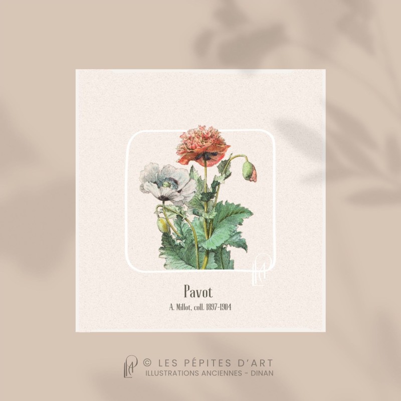 Pavot I