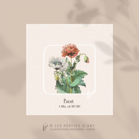 Pavot I