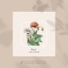 Pavot I