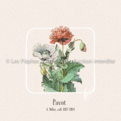 Pavot I