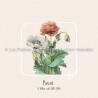 Pavot I