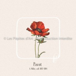 Pavot II