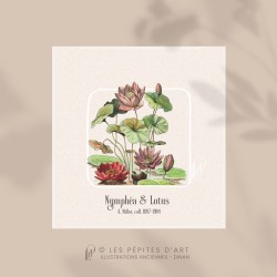 Nymphéa & Lotus