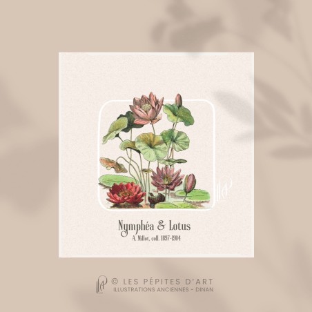 Nymphéa & Lotus