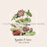 Nymphéa & Lotus