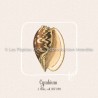 Cymbium