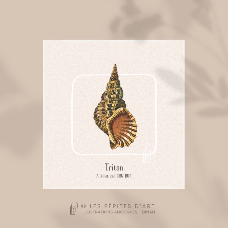 Triton