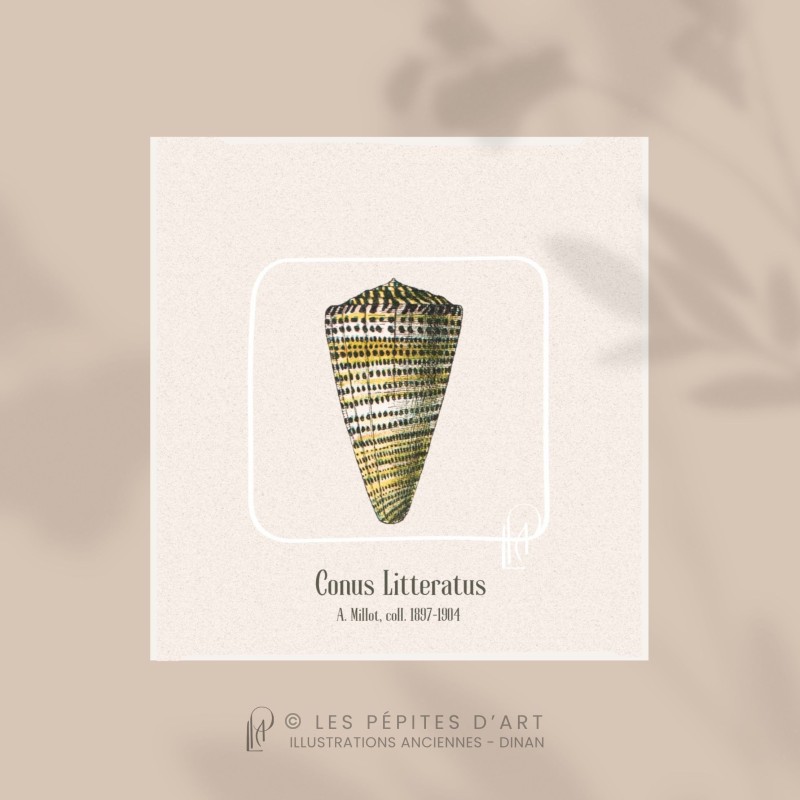 Conus Litteratus
