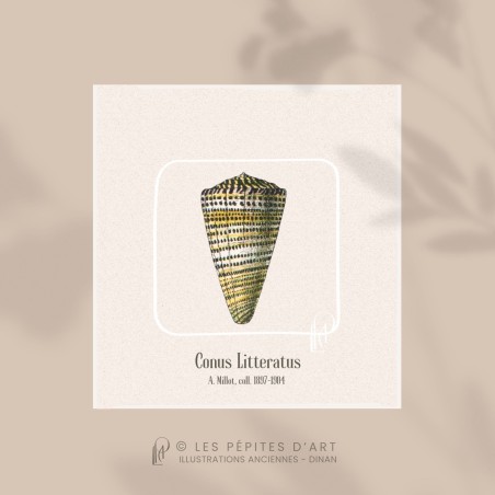 Conus Litteratus