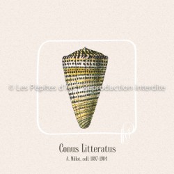 Conus Litteratus