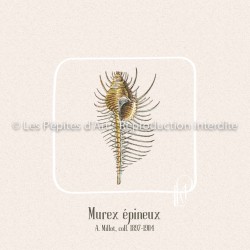 Murex Épineux