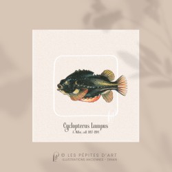 Cyclopterus Lumpus