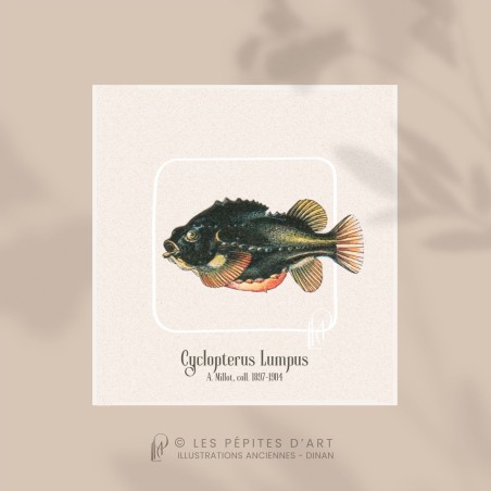 Cyclopterus Lumpus