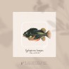 Cyclopterus Lumpus
