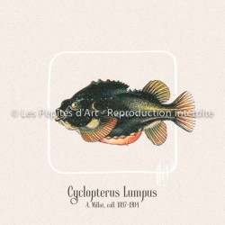Cyclopterus Lumpus