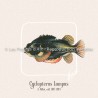 Cyclopterus Lumpus