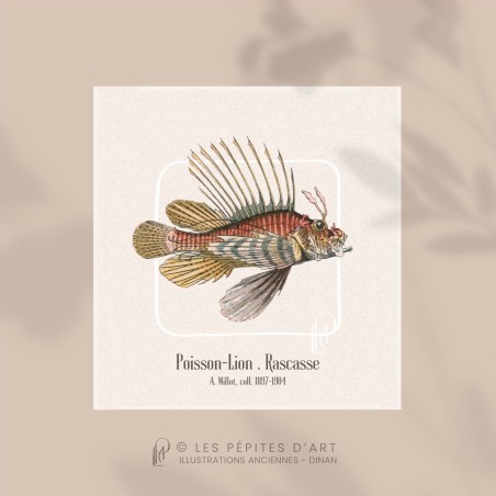 Poisson-Lion . Rascasse