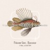 Poisson-Lion . Rascasse