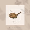 Lotte