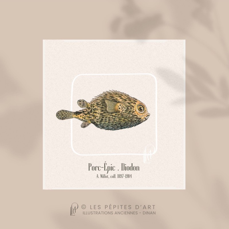 Porc-Épic . Diodon