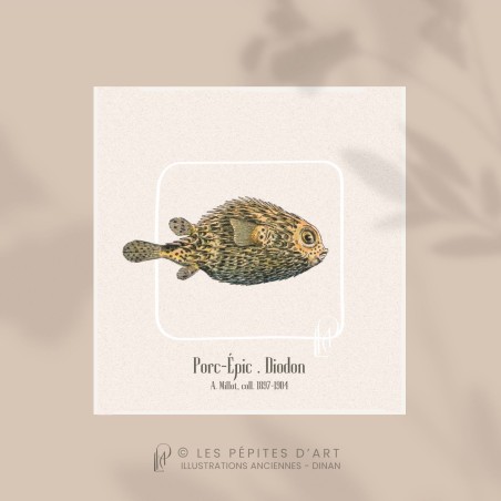 Porc-Épic . Diodon