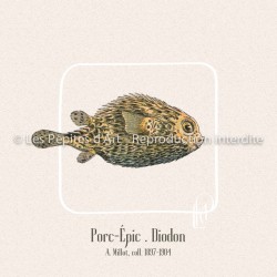 Porc-Épic . Diodon