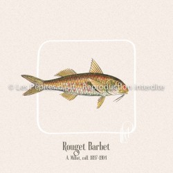 Rouget Barbet