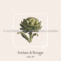 Artichaut de Bretagne