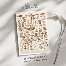 Champignons I