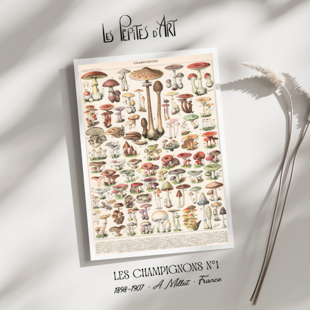 Champignons I