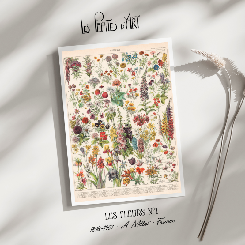 Fleurs I