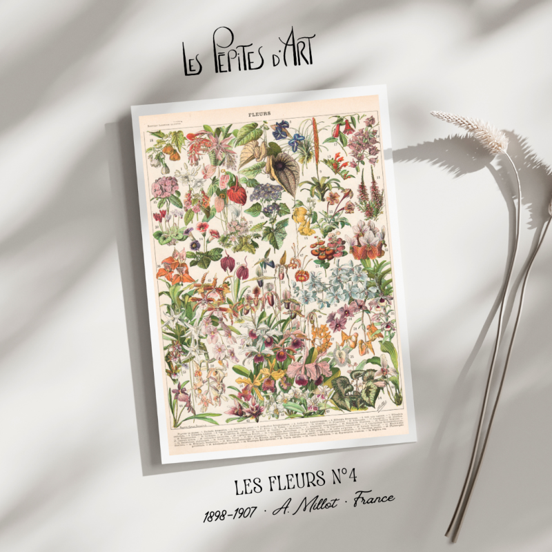 Fleurs IV