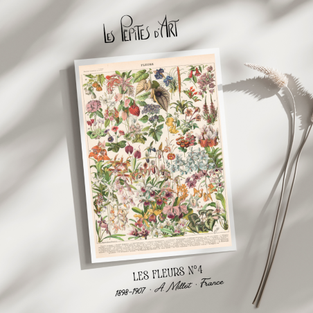 Fleurs IV