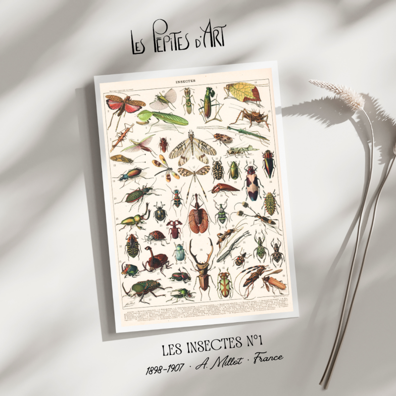 Insectes I