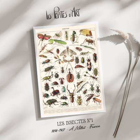 Insectes I