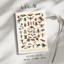 Insectes II