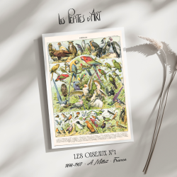 Oiseaux I