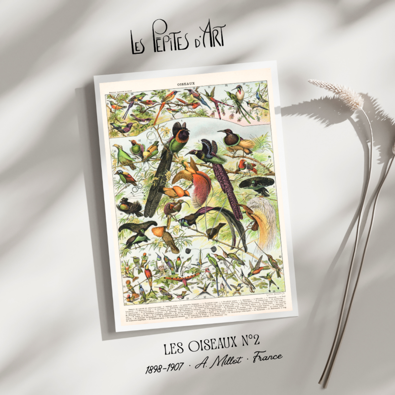 Oiseaux II