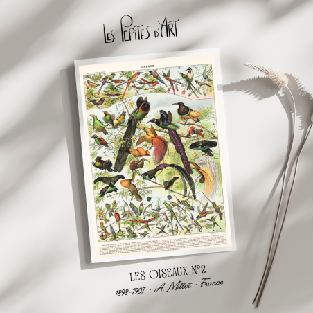 Oiseaux II