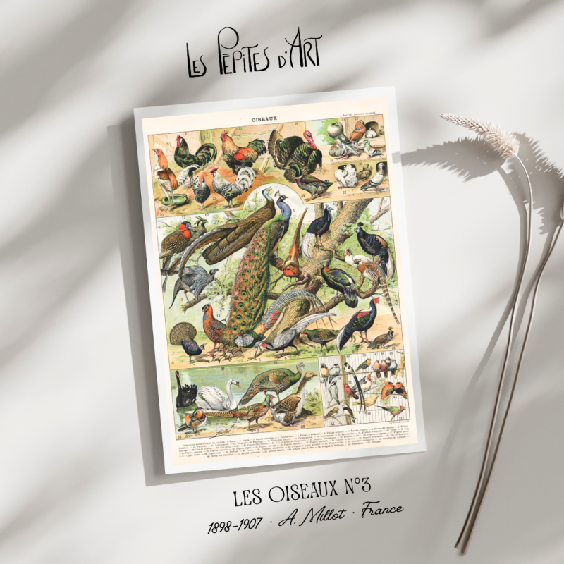 Oiseaux III