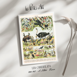 Oiseaux IV