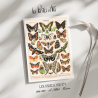 Papillons I