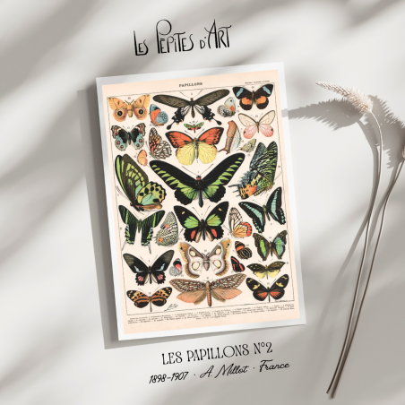 Papillons II