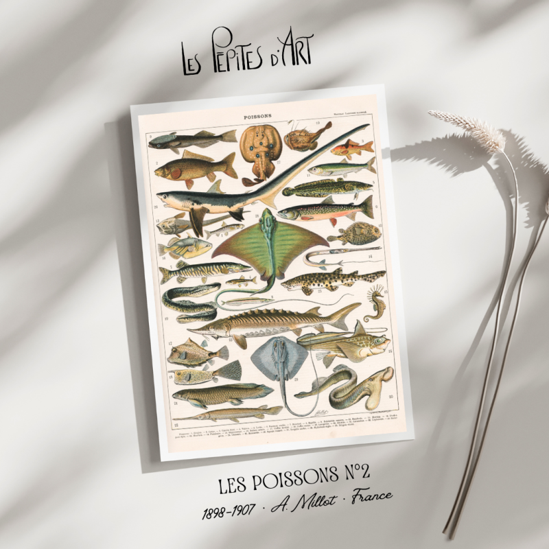 Poissons II