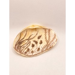 Clams Sepia