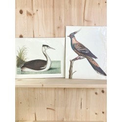 Tirages Oiseaux - 196