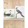 Tirages Oiseaux - 196