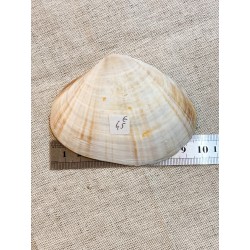 Clams Sepia
