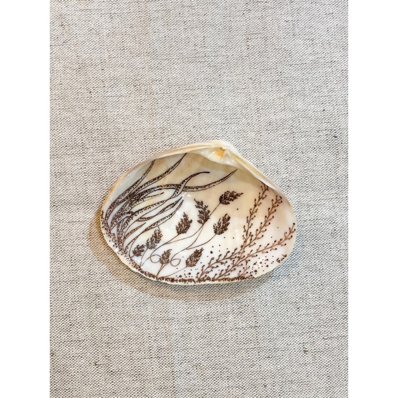 Clams Sepia